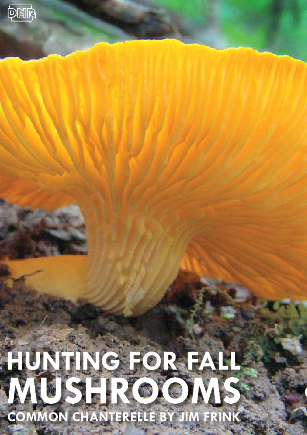 Common chanterelle: On the hunt for fall mushrooms | Iowa DNR